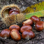 Picking Chestnuts and Talking English 18 Ottobre