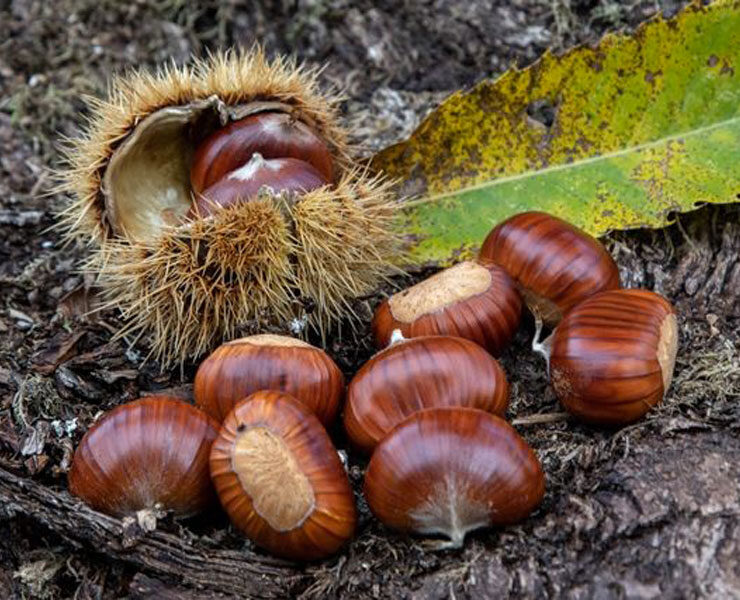raccogliere-castagne-scuola-inglese